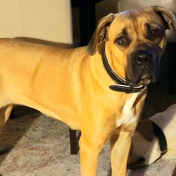 Meet your Posher, Neshe - Picture 2 of 3